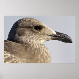 Seagull Profile Fine Art Print Poster