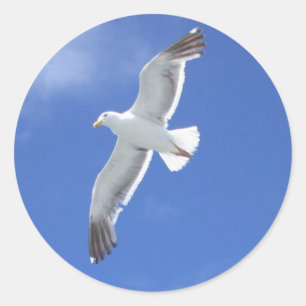 Seagull Runder Aufkleber