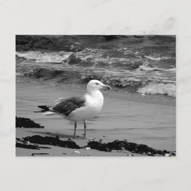 Seagull (Schwarz und Weiß) Postkarte (Vorderseite)