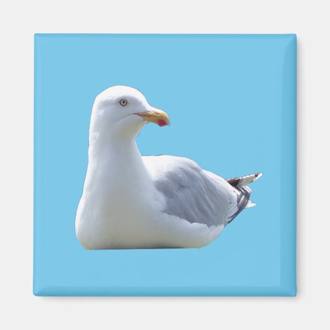 Seagull Square Car Magnet (Vorne)