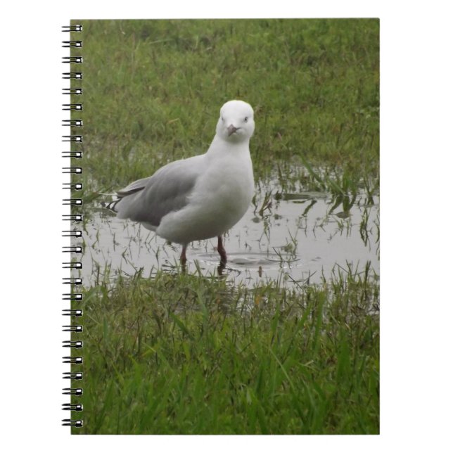 Seagull Stehend in einer Pfütze Notizblock (Vorderseite)