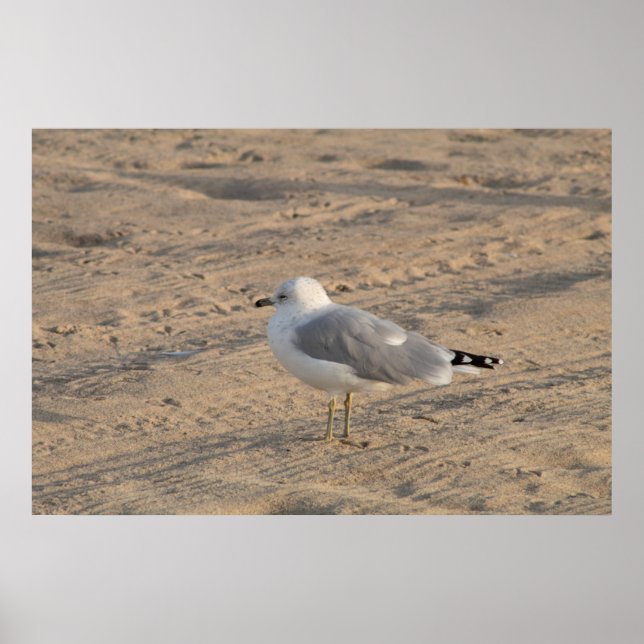 Seagull stehend Solo auf Hampton Beach Poster (Vorne)