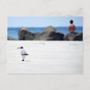 Seagull Stroll Postkarte