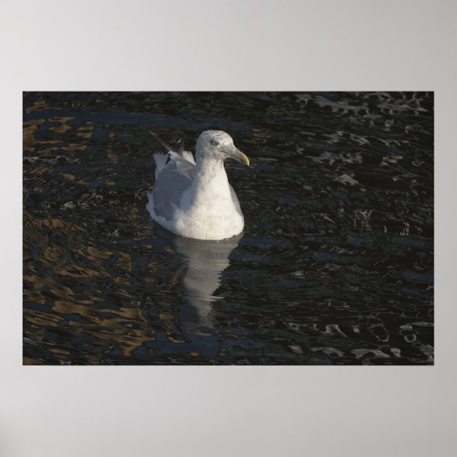 Seagull Swim Fine Art Print Poster (Vorne)