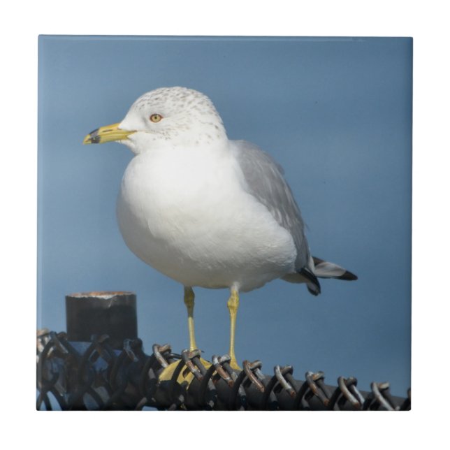 Seagull Tile Fliese (Vorderseite)