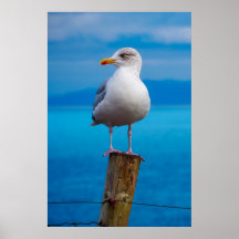 Seagull-Verschluss