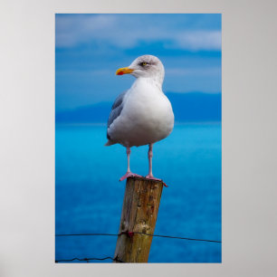 Seagull-Verschluss Poster