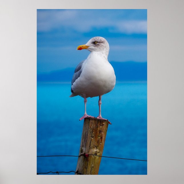 Seagull-Verschluss Poster (Vorne)