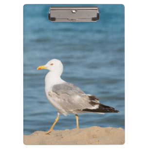 Seagull Walking on the Beach Klemmbrett