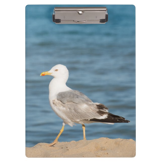 Seagull Walking on the Beach Klemmbrett (Vorderseite)