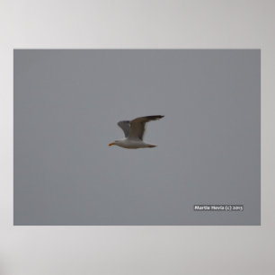 Seagull Wings Poster