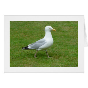 Seagull zu Fuß im Park