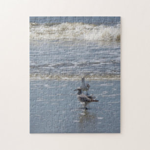 Seagulls