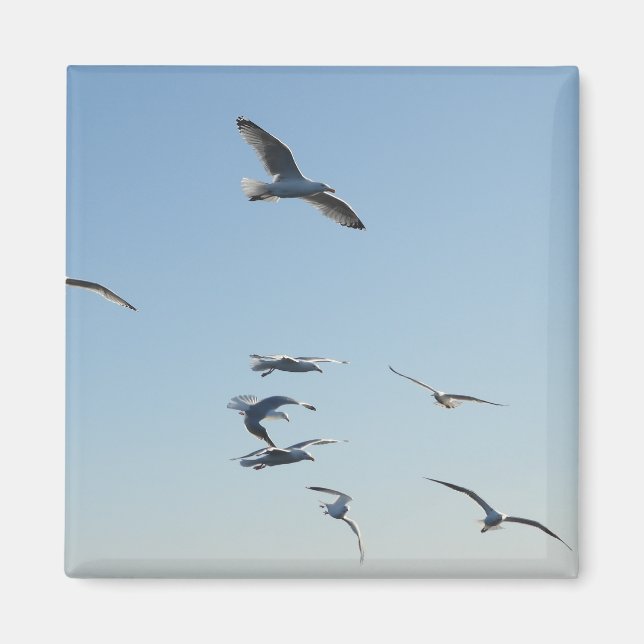 Seagulls Flying Square Magnet (Vorne)