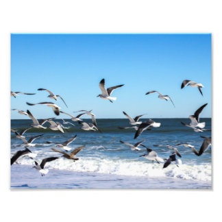 Seagulls-Foto Fotodruck