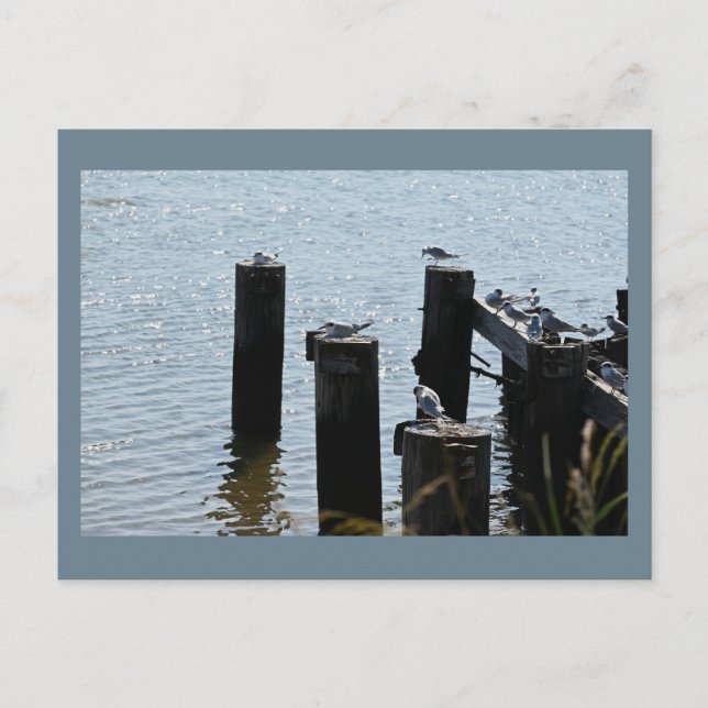 Seagulls Foto Postkarte (Vorderseite)