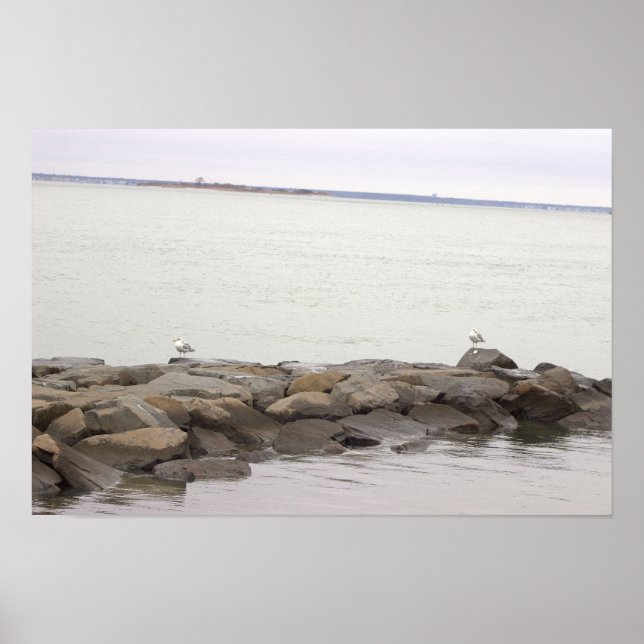 Seagulls on Rocks Poster (Devant)