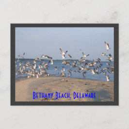 Seagulls Postcard, Bethany Beach, Delaware Postkarte