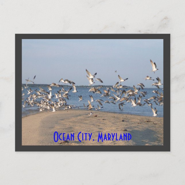 Seagulls Postcard, Ocean City, Maryland Postkarte (Vorderseite)