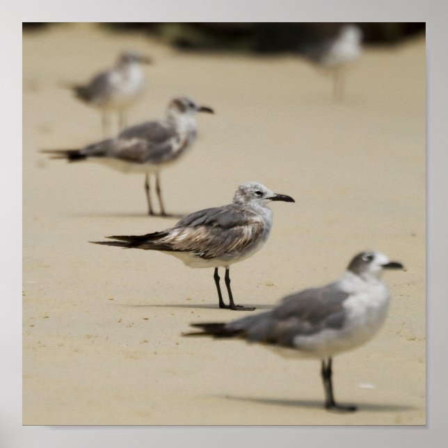 Seagulls Poster (Vorne)