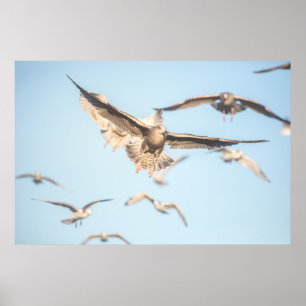 Seagulls Poster