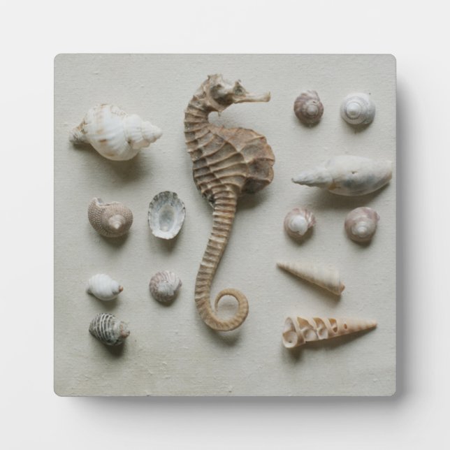 Seahorse And Shells Fotoplatte (Vorderseite)