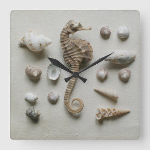 Seahorse And Shells Quadratische Wanduhr