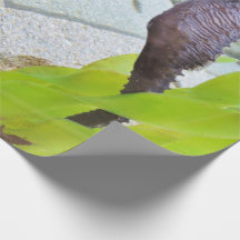 Seahorse-Geschenkpackung