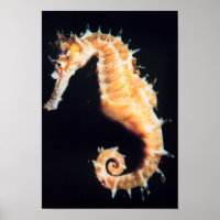 Seahorse - Hippocampus sp.
