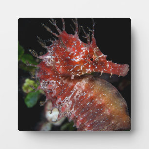 Seahorse   Pony Female Begur Fotoplatte