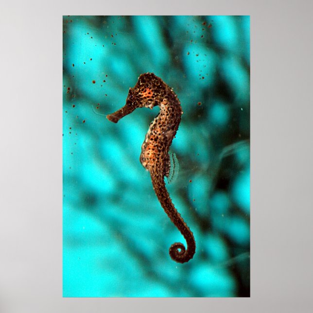 Seahorse Poster (Vorne)
