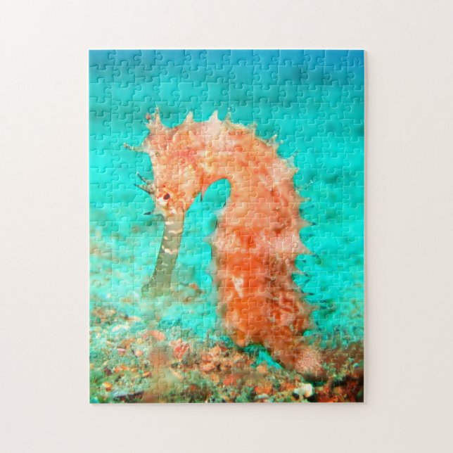 Seahorse tropical carribean turquoise orange  (Vertikal)