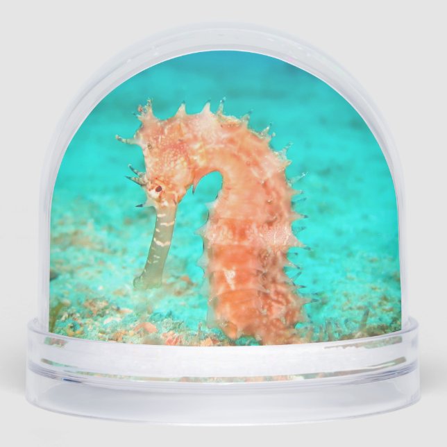 Seahorse tropical carribean turquoise orange  schneekugeln (Vorderseite)