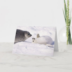 seal buddies karte