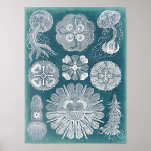 Sealife Blueprint IV Poster