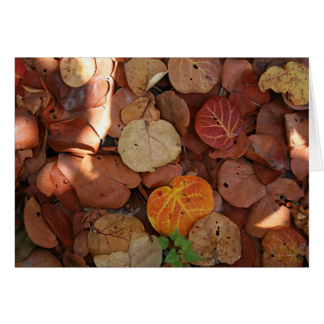 Sealinéa Still Life (Devant horizontal)