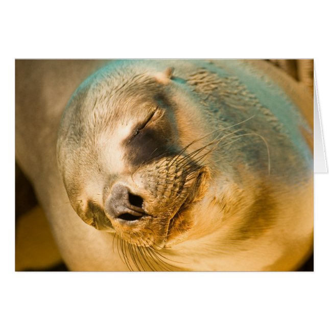 Sealion (Devant horizontal)