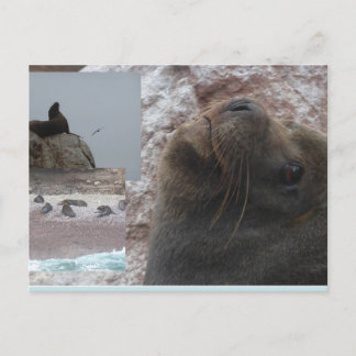 Seals Close up Peru Collage DIY Postcard Feiertagspostkarte