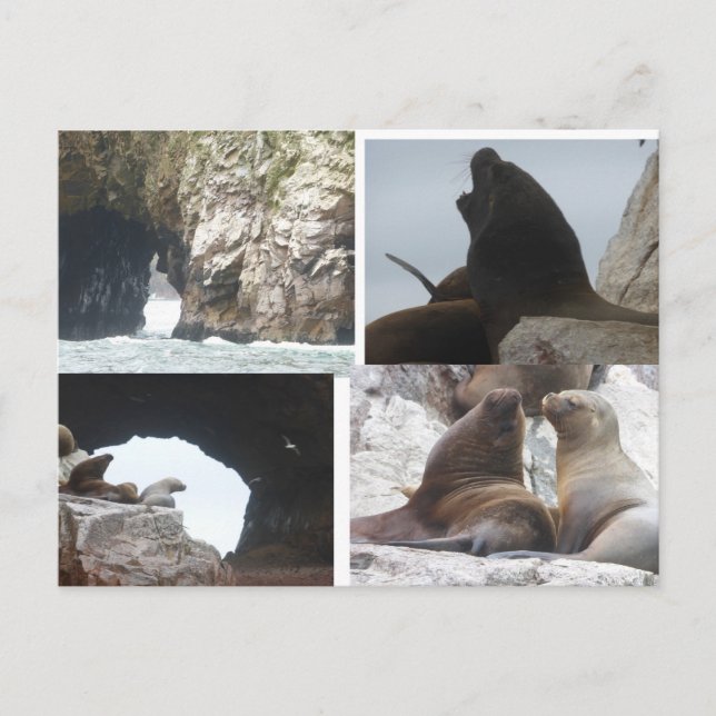 Seals Peru Collage DIY Postcard Feiertagspostkarte (Vorderseite)