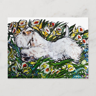 Sealyham Terrier Daffodils Postkarte