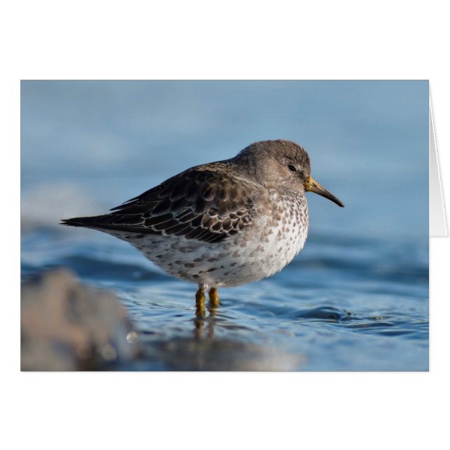 Searching Rock Sandpiper (Vorderseite (Horizontal))