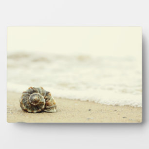 Seashell allein am Strand Fotoplatte