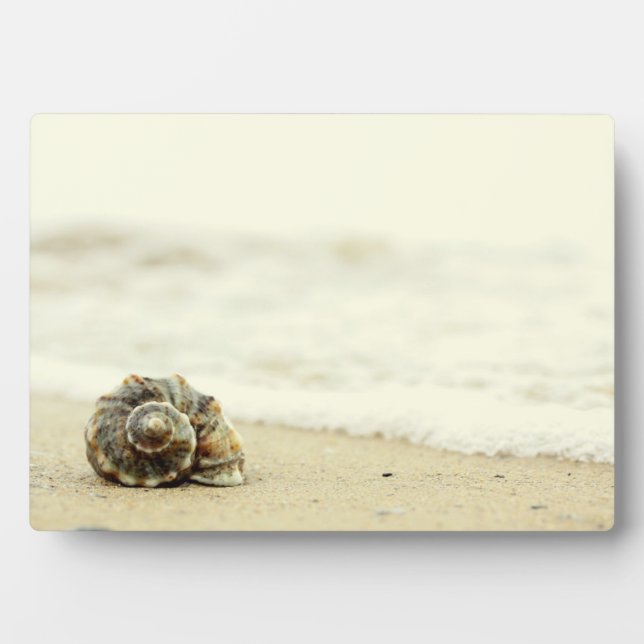 Seashell allein am Strand Fotoplatte (Vorderseite)