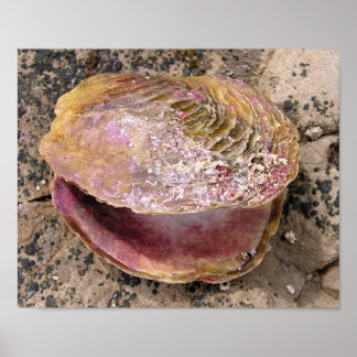 Seashell am Meer Poster