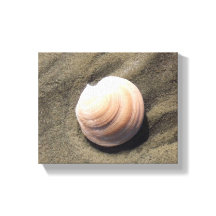 Seashell am Sand