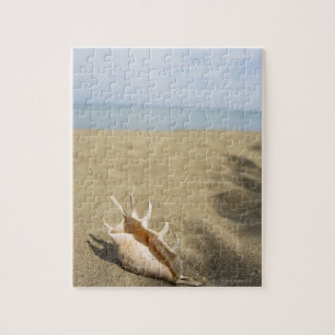 Seashell am Sandstrand