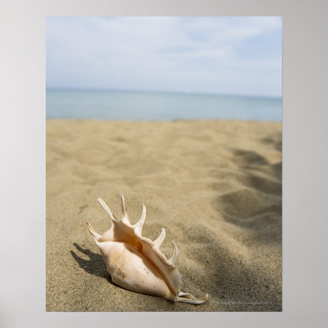 Seashell am Sandstrand Poster (Vorne)