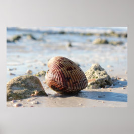 Seashell am Strand Poster