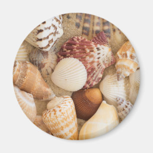 Seashell-Anordnung Magnet