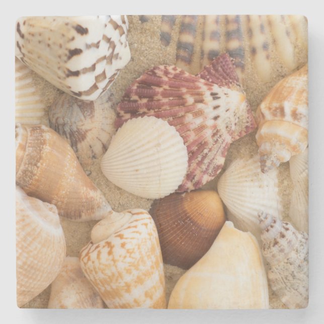 Seashell-Anordnung Steinuntersetzer (Vorderseite)